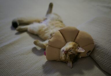 Сколько нужно спать, чтобы высыпаться?