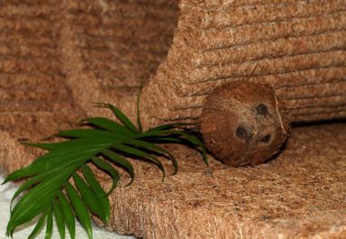 Кокосовая койра в матрасе — польза и вред