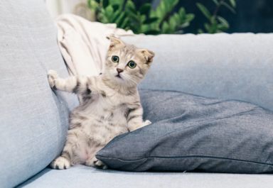 Как почистить диван в домашних условиях?