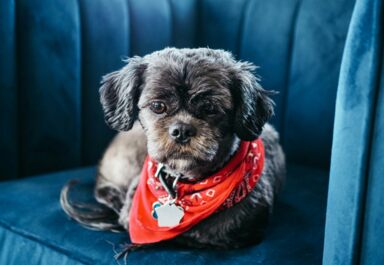 Велюр – что это за ткань?